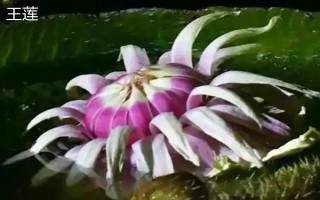 王莲有什么花语,具有王者风范、坚韧顽强等含义