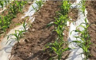 怎么用地膜种玉米，育苗移栽需要先栽苗再覆膜