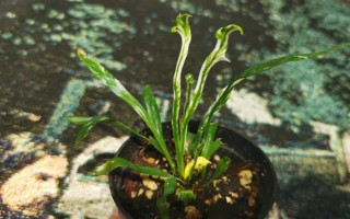 鸟巢蕨有哪些主要品种，有湾鸟巢蕨、羽叶鸟巢蕨等