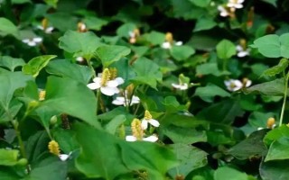 鱼腥草的形状，其茎杆和叶片都比较卷曲