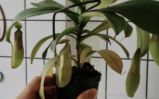 怎么养猪笼草，喜欢生长在高温环境中