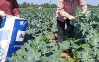 西兰花可以放多久,常温的状态下能存放1-2天