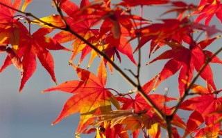 枫树在什么季节盛开，在每年的9-10月盛开