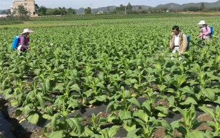 氟硅唑有什么作用，可防治梨黑星病、蔬菜白粉病等病害