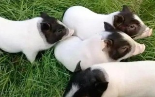 养10只香猪的年利润,减去成本后一年可获利2万元左右