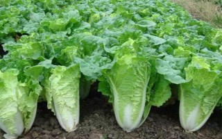 哪些蔬菜可以在6月份种植，适合选择黄瓜、番茄、豇豆等品种