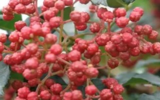 为什么花椒价格那么贵，采摘成本高且打理成本也很高