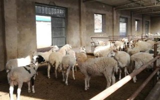 羊的养殖管理方法，要做好羊舍和牧场的清洁工作