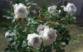 皮实好养的月季花品种，有自由精神、红色龙沙宝石等