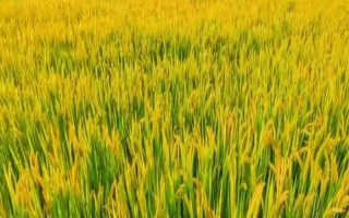 盐稻11号水稻种子简介,全生育期155.8天