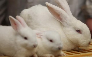 仔兔断奶成活率如何提高，首先要做好保温措施