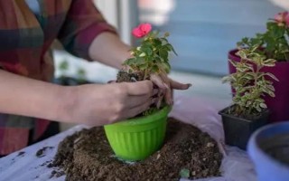 什么绿植可以除甲醛,常见的有龙舌兰、常春藤等