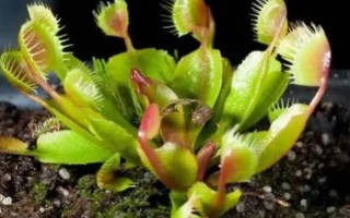 捕蝇草生长期间有什么变化，种子萌发进入生长期会开花长叶、叶片成熟后会逐渐枯黄掉落