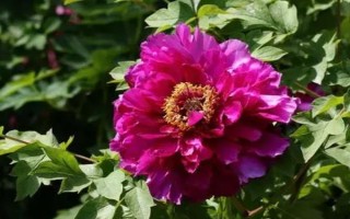 牡丹花最简单的养殖方式，生长期间一个星期施1-2次腐熟的薄肥