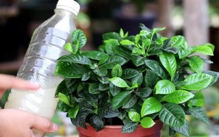 栀子花的水养方法,春秋季节每个星期换一次水