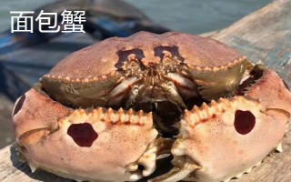 面包蟹和梭子蟹哪个好吃,各有风味
