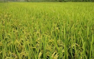 舒丰粳1号水稻种简介,全生育期为137.2天