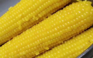 粘玉米是不是转基因，当前国内未推广转基因玉米