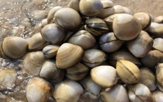 花甲的品种,常见的有花蛤、毛蛤、文蛤等