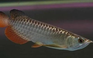 60方水能养龙鱼吗，饲养一条龙鱼是绰绰有余的