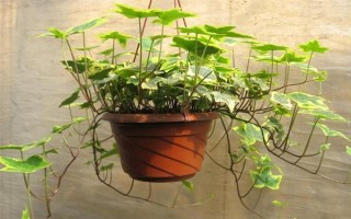 常青藤的价格，会受到地区、季节、品质等条件的影响