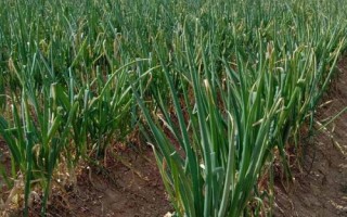 大葱的价格，总体保持在7-8元/斤