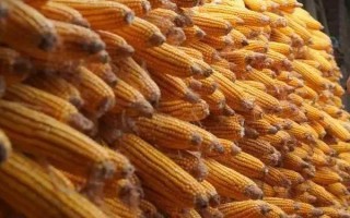 仙人岛338玉米种子介绍,中抗大斑病(1-5级)