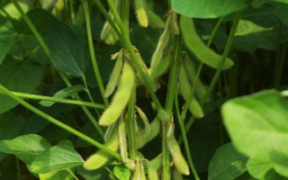 九青豆大豆种子特点,中晚熟品种