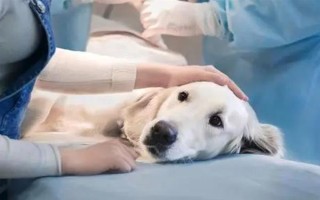 狗狗尿黄是不是上火,上火、缺水、尿路感染等原因均会导致
