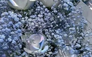 花店买的满天星会不会枯萎,会因为缺少水分供应而枯萎