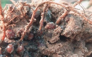 花生的主要病虫害及防治方法，不同病害的防治方法不同