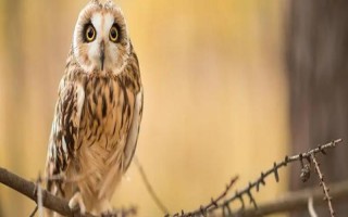 猫头鹰的天敌，金雕、食猿雕、猛雕、丛林猫等都是其天敌