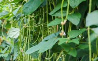 哪些蔬菜在8月份种植,包括黄瓜、西葫芦、芥菜等品种