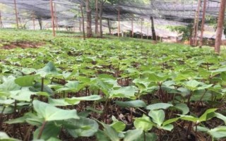 种植重楼的方法，浸种后拌上草木灰再播种