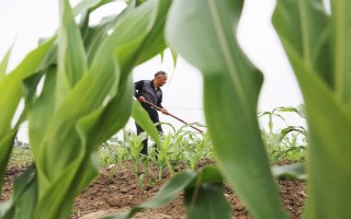玉米茎腐病的症状，叶片会呈现青枯状