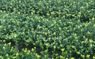 海桐的养殖要点,对光照的需求比较高