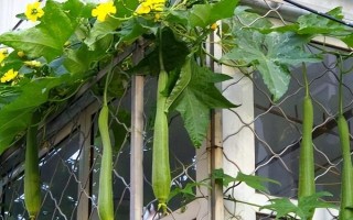 种丝瓜的方法，播种前先晒种2-3天