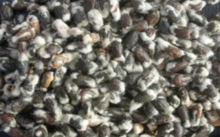 新陆中84号棉花种子特征特性,生育期140天左右