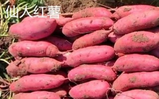 山西省阳泉市盂县的特产,枣介糕是家喻户晓的美食