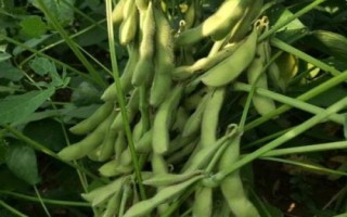 兰豆1号大豆品种简介,中抗炭疽病