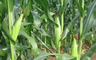连胜269玉米种简介,夏播生育期104天