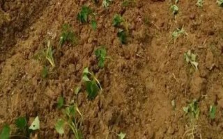 种植红薯要注意什么，在确保成活的前提下适合浅栽