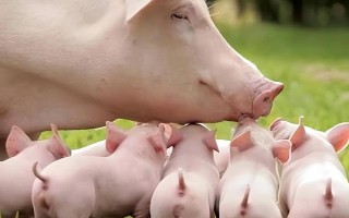 母猪生小猪生不下来怎么处理，可肌肉注射催产素