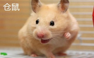 仓鼠和老鼠的区别是什么，科属、外形和食性均不同