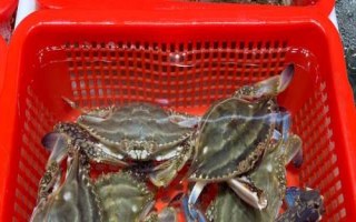 梭子蟹和大闸蟹哪个贵，梭子蟹价格更贵
