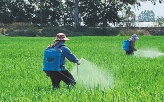 水稻茎叶除草多少天能上水，用药后1-3天上水