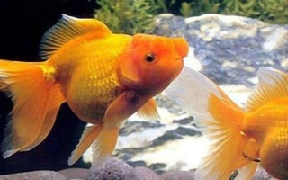 怎样让每条金鱼都吃上食，最简单的方法就是投喂大量的食物