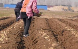 在水里怎么种植土豆,先将土豆进行一定的处理催化