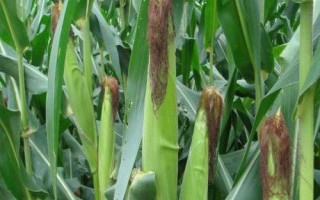 兆育531玉米种子特征特性,喇叭口期用药剂防治玉米螟危害