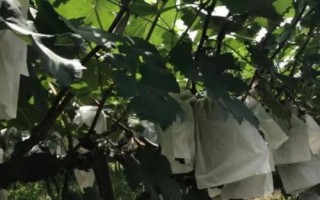 春季怎么对葡萄施肥，芽眼开始膨大时要亩施尿素25-30公斤